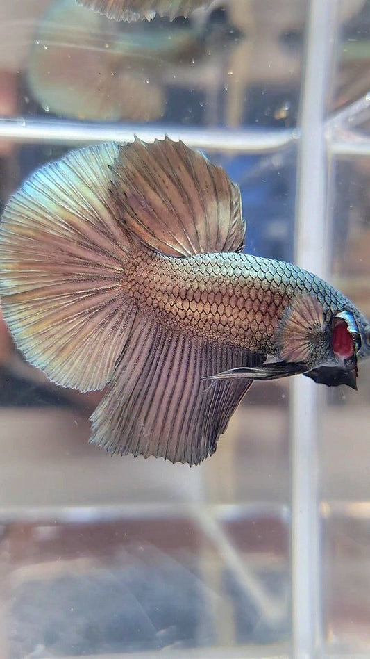 HALFMOON SUPER COPPER BETTA FISH