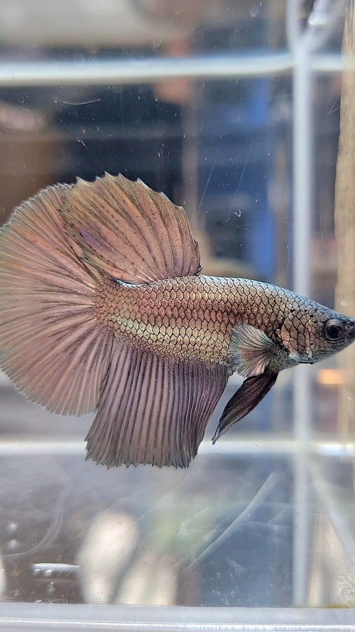 HALFMOON SUPER COPPER BETTA FISH