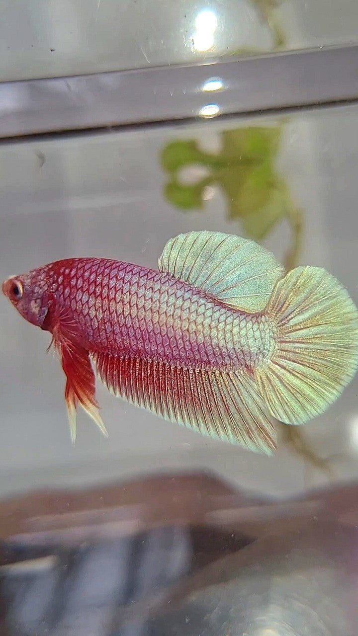 PLAKAT SUPER PINK UNICORN BETTA FISH