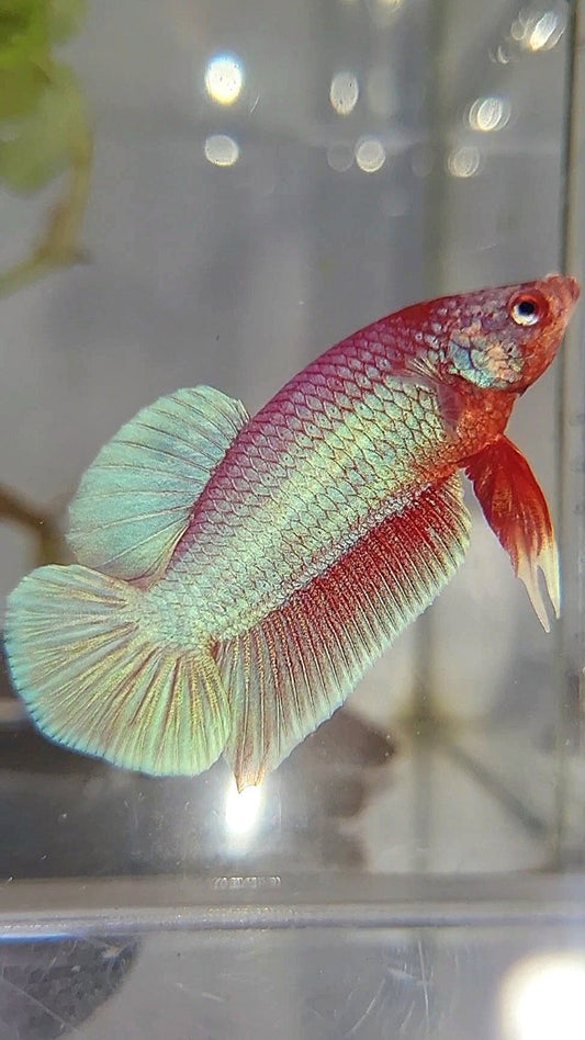 PLAKAT SUPER PINK UNICORN BETTA FISH
