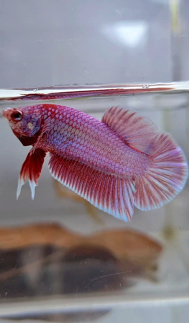 PLAKAT SUPER PINK UNICORN BETTA FISH