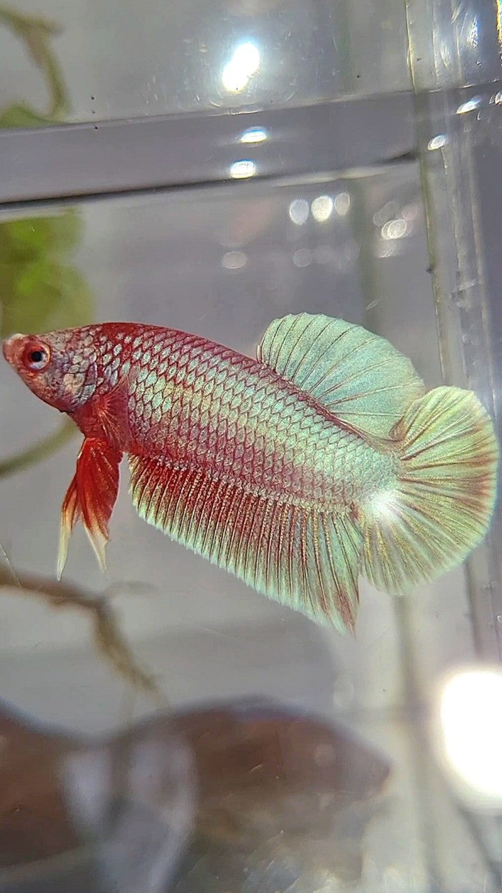PLAKAT SUPER PINK UNICORN BETTA FISH