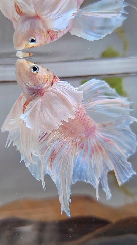 HALFMOON SUPER DUMBO EAR WHITE OPAQUE BETTA FISH