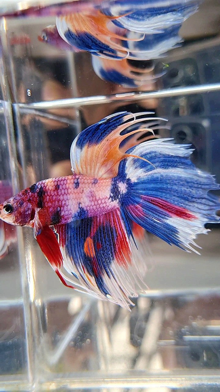 XL VEILTAIL CROWNTAIL SUPER MULTICOLOR CANDY PURPLE BETTA FISH – Rare ...