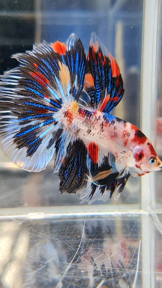 HALFMOON ROSETAIL KOI BLACK METTALIC BETTA FISH