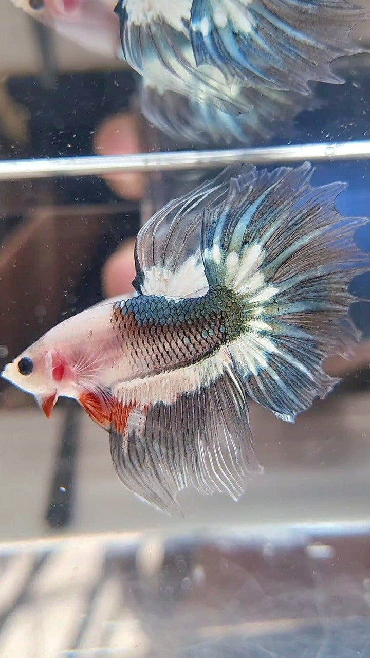 HALFMOON ROSETAIL FANCY COPPER BAREFACE BETTA FISH