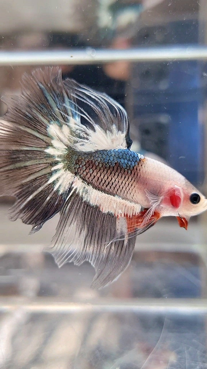 HALFMOON ROSETAIL FANCY COPPER BAREFACE BETTA FISH