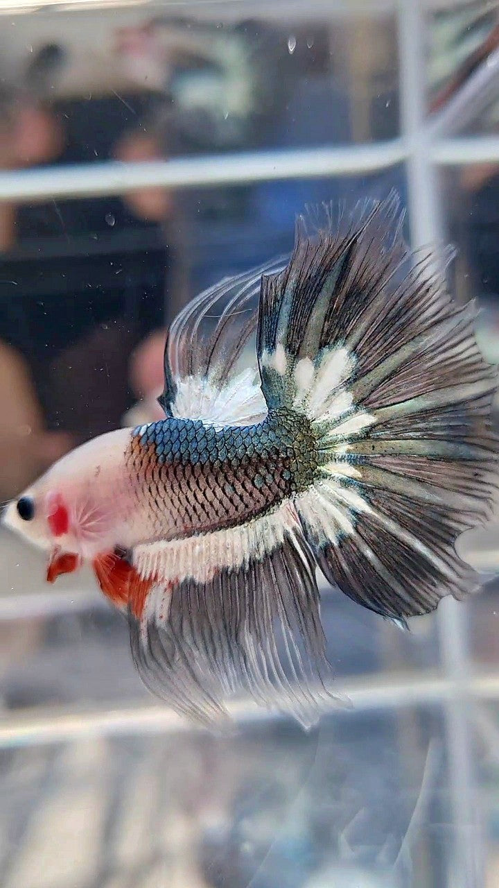 HALFMOON ROSETAIL FANCY COPPER BAREFACE BETTA FISH