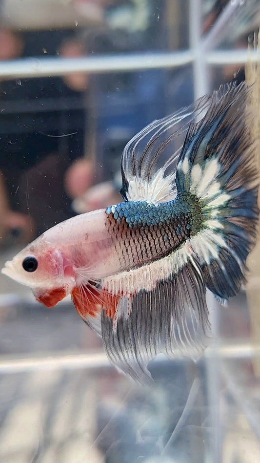 HALFMOON ROSETAIL FANCY COPPER BAREFACE BETTA FISH