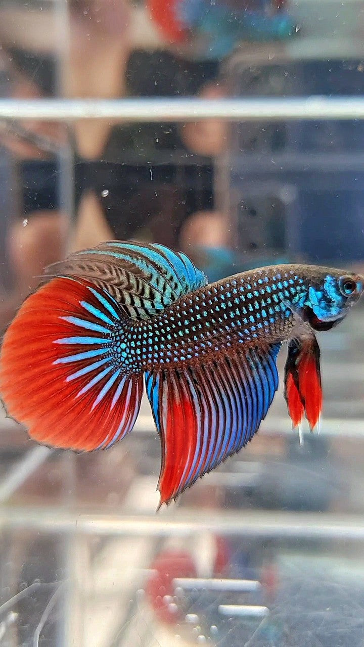 LONGFIN DELTA IMBELIS GREEN RED HYBRID WILD BETTA FISH