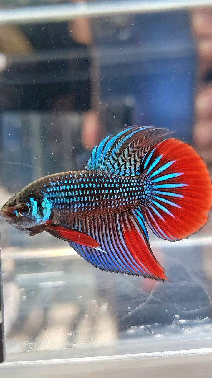 LONGFIN DELTA IMBELIS GREEN RED HYBRID WILD BETTA FISH