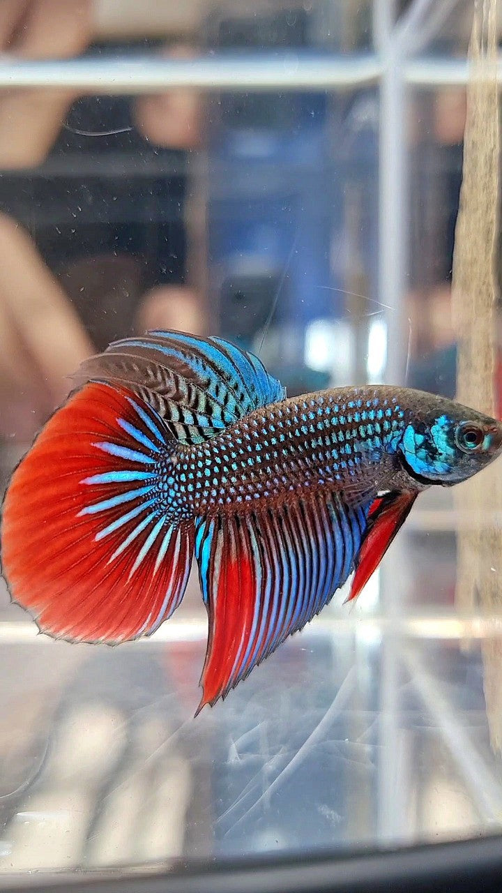 LONGFIN DELTA IMBELIS GREEN RED HYBRID WILD BETTA FISH