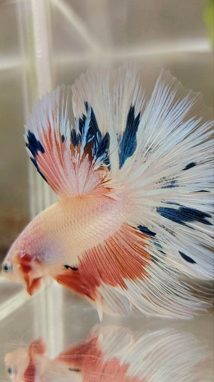 HALFMOON ROSETAIL PINK FLAMINGGO BLUE WASH BETTA FISH