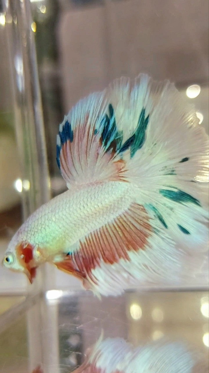 HALFMOON ROSETAIL PINK FLAMINGGO BLUE WASH BETTA FISH