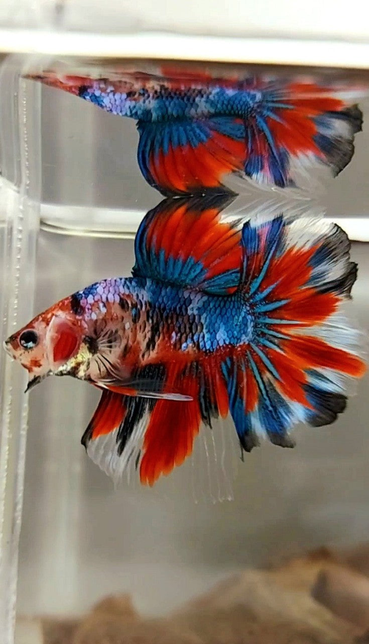 HALFMOON ROSETAIL RED FANCY MULTICOLOR BETTA FISH