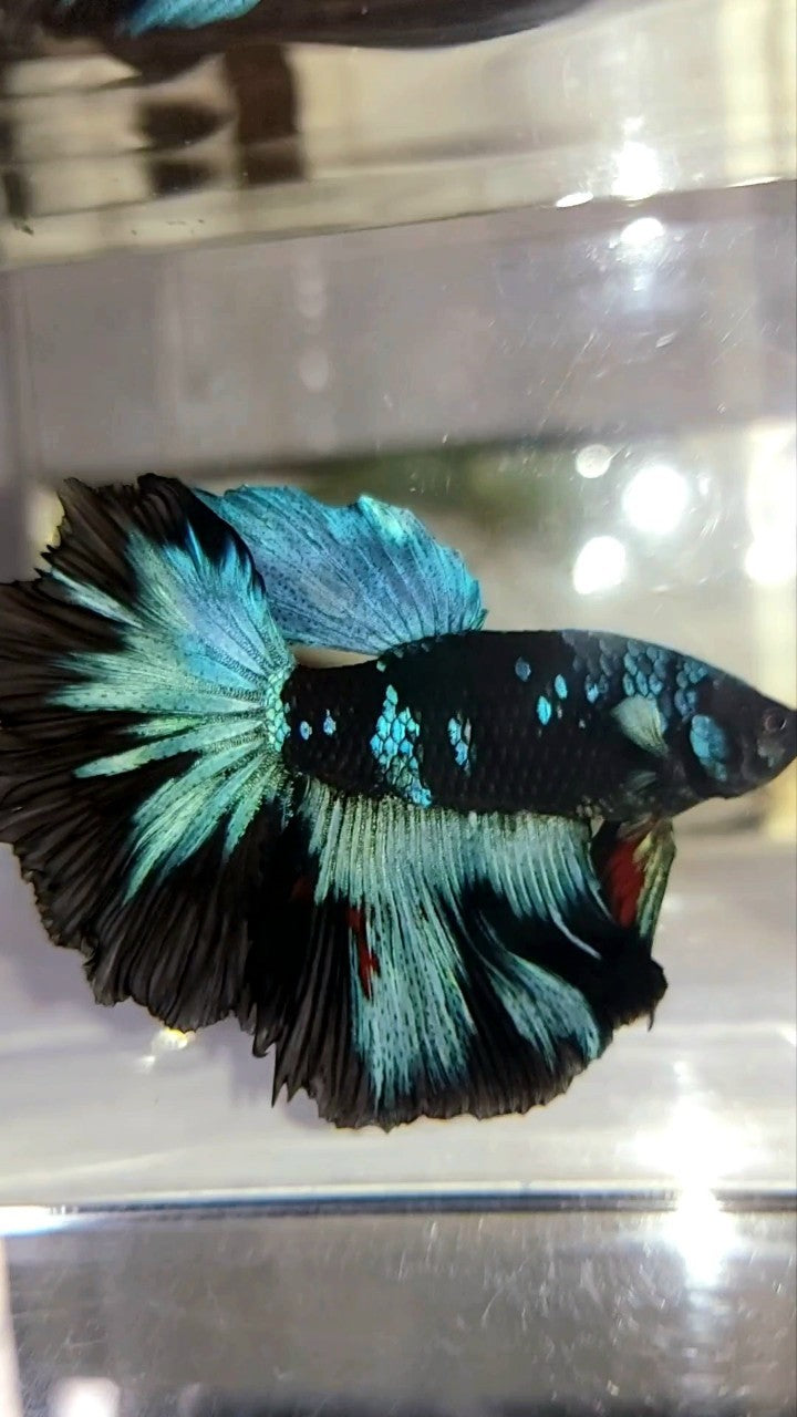 HALFMOON ROSETAIL BLACK GALAXY BLUE AVATAR BETTA FISH