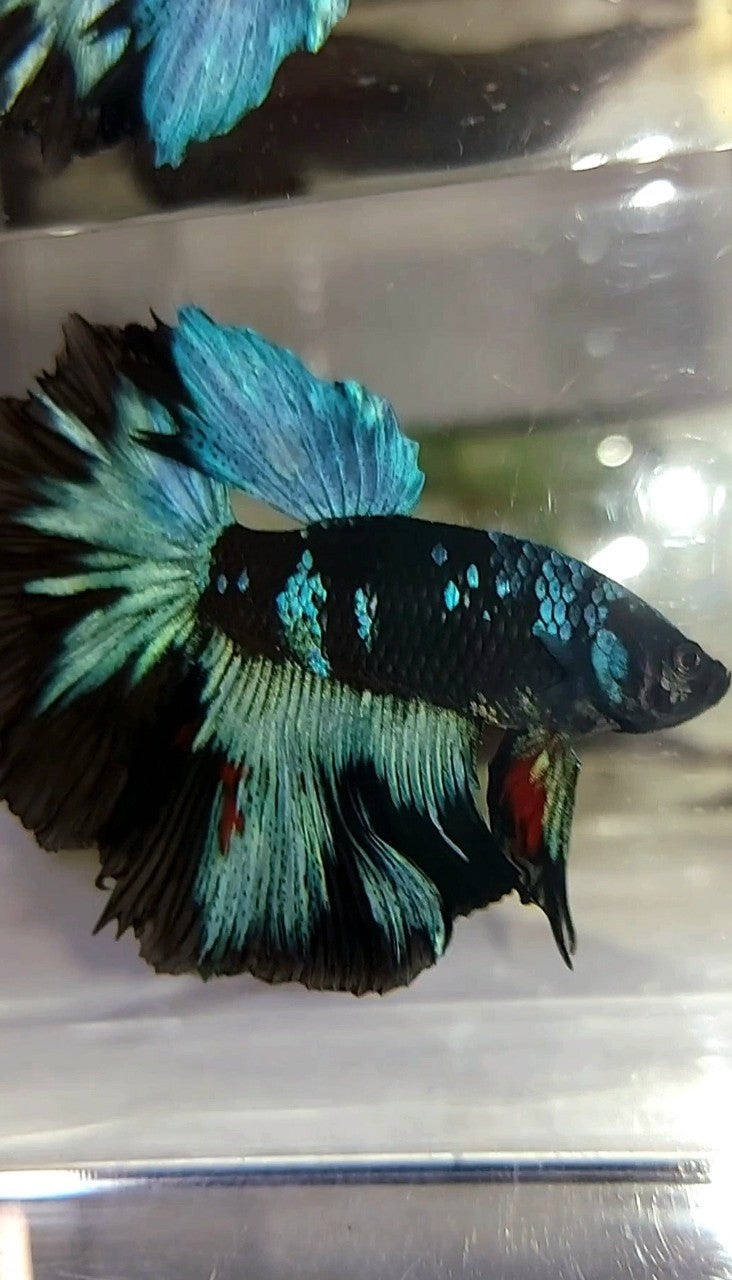 HALFMOON ROSETAIL BLACK GALAXY BLUE AVATAR BETTA FISH