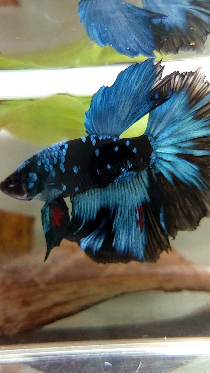 HALFMOON ROSETAIL BLACK GALAXY BLUE AVATAR BETTA FISH