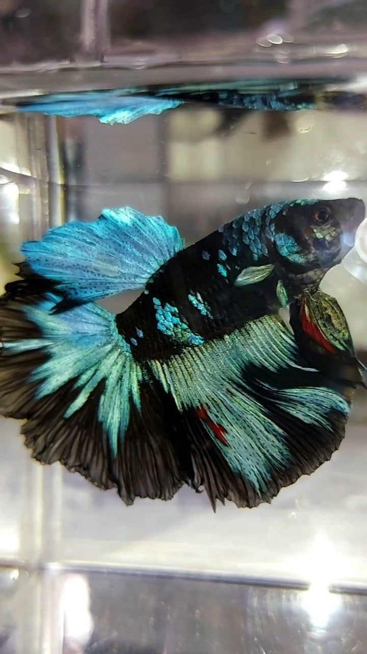 HALFMOON ROSETAIL BLACK GALAXY BLUE AVATAR BETTA FISH