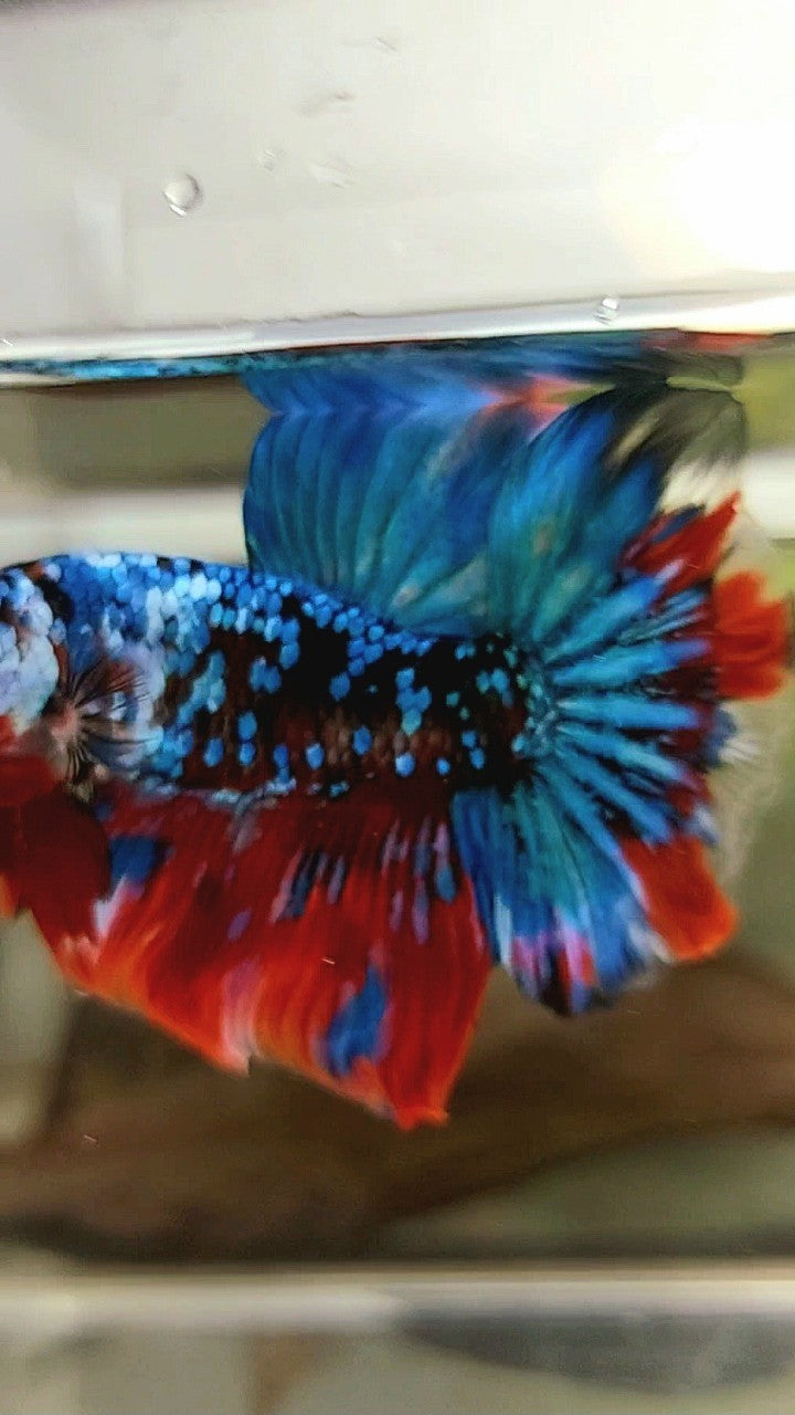 HALFMOON ROSETAIL BLACK GALAXY KOI RED MULTICOLOR BETTA FISH