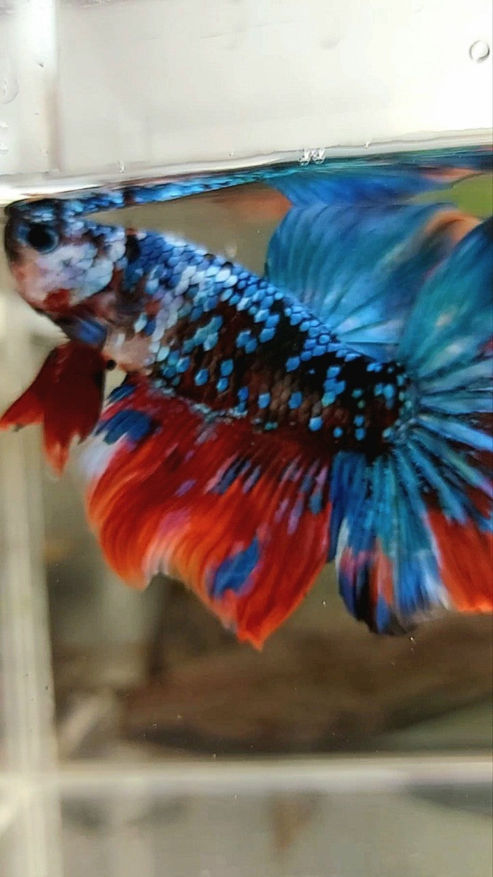 HALFMOON ROSETAIL BLACK GALAXY KOI RED MULTICOLOR BETTA FISH