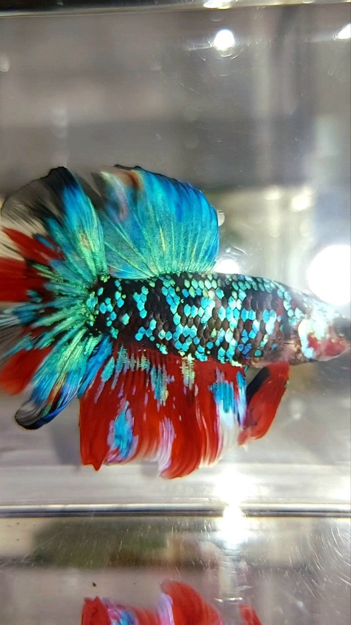 HALFMOON ROSETAIL BLACK GALAXY KOI RED MULTICOLOR BETTA FISH