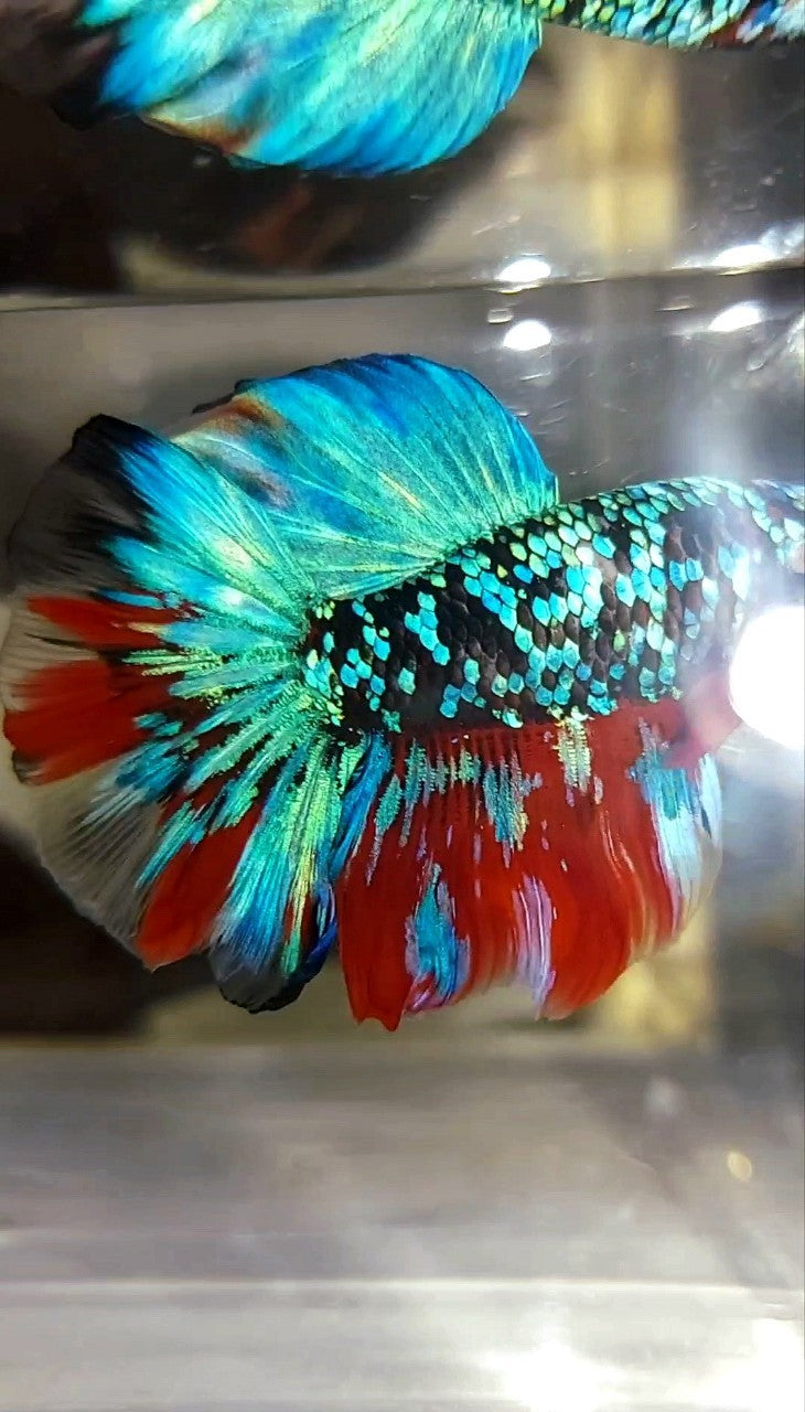 HALFMOON ROSETAIL BLACK GALAXY KOI RED MULTICOLOR BETTA FISH