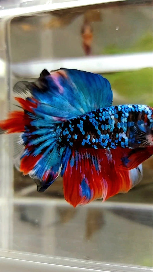 HALFMOON ROSETAIL BLACK GALAXY KOI RED MULTICOLOR BETTA FISH