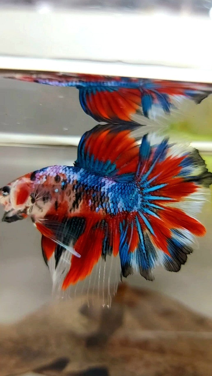 HALFMOON ROSETAIL ROTER FANTASTISCHER MEHRFARBIGER BETTA-FISCH