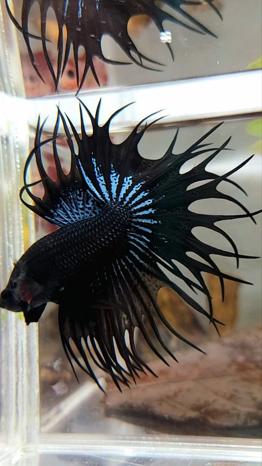 KING CROWNTAIL BLACK ORCHID SUPER PREMIUM BETTA FISH