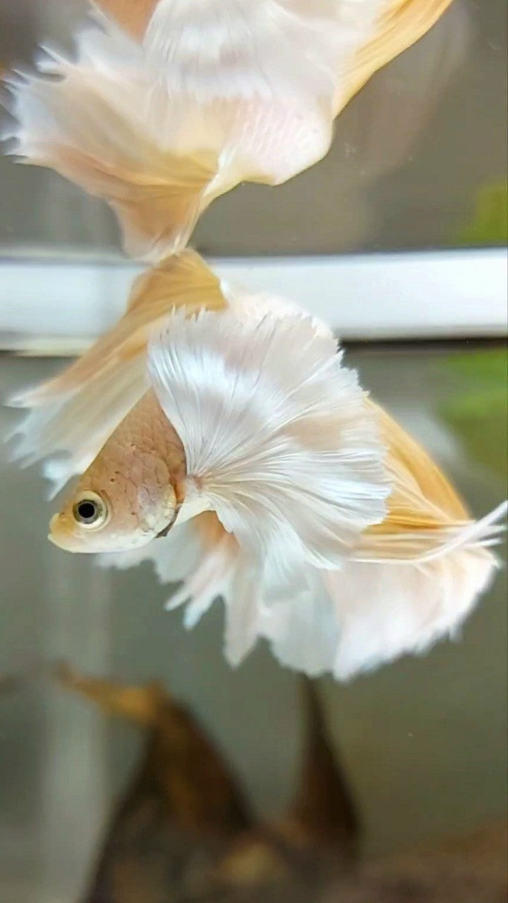 HALFMOON SUPER DUMBO EAR OVERTAIL ROSETAIL YELLOW SOFT GOLD BETTA FISH