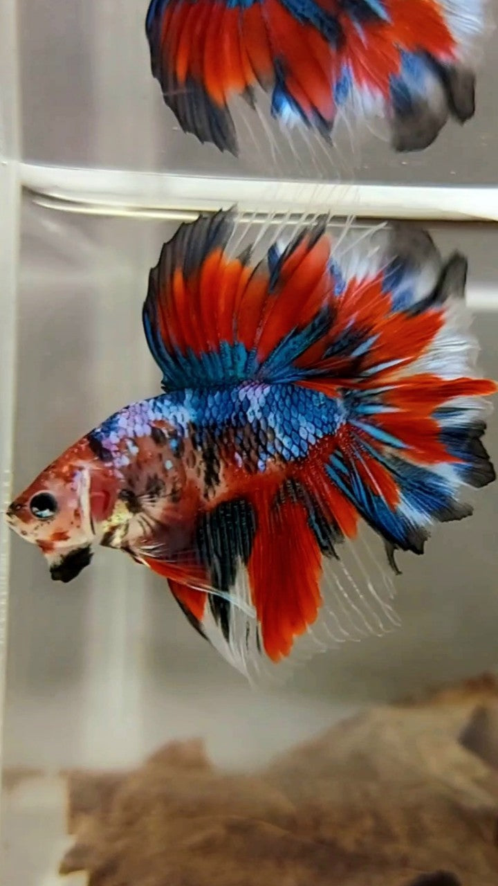 HALFMOON ROSETAIL ROTER FANTASTISCHER MEHRFARBIGER BETTA-FISCH