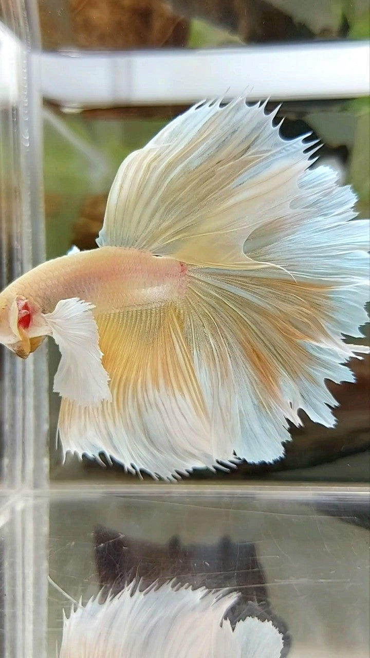 HALFMOON SUPER DUMBO EAR OVERTAIL ROSETAIL YELLOW SOFT GOLD BETTA FISH