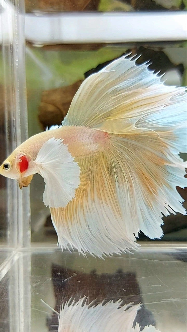 HALFMOON SUPER DUMBO EAR OVERTAIL ROSETAIL YELLOW SOFT GOLD BETTA FISH