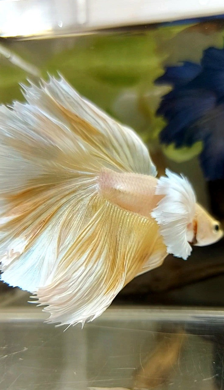 HALFMOON SUPER DUMBO EAR OVERTAIL ROSETAIL YELLOW SOFT GOLD BETTA FISH