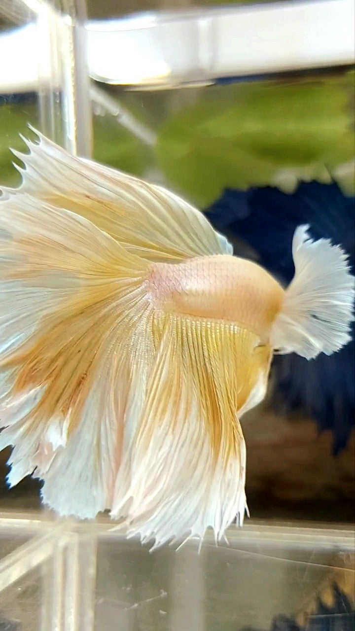 HALFMOON SUPER DUMBO EAR OVERTAIL ROSETAIL YELLOW SOFT GOLD BETTA FISH