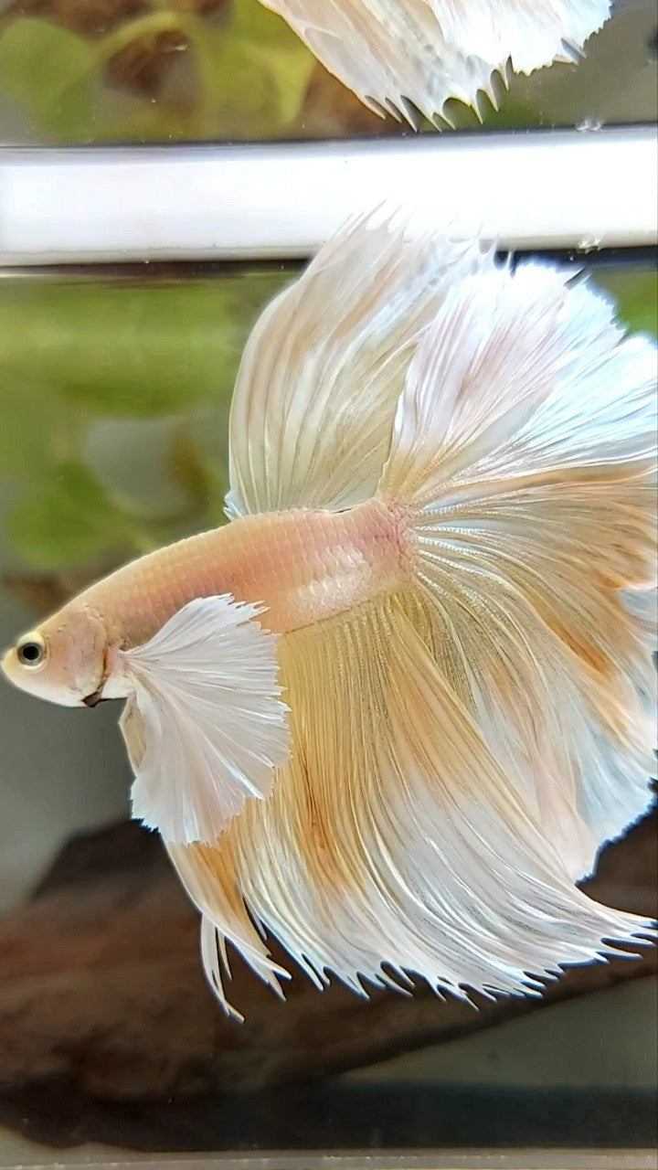 HALFMOON SUPER DUMBO EAR OVERTAIL ROSETAIL YELLOW SOFT GOLD BETTA FISH