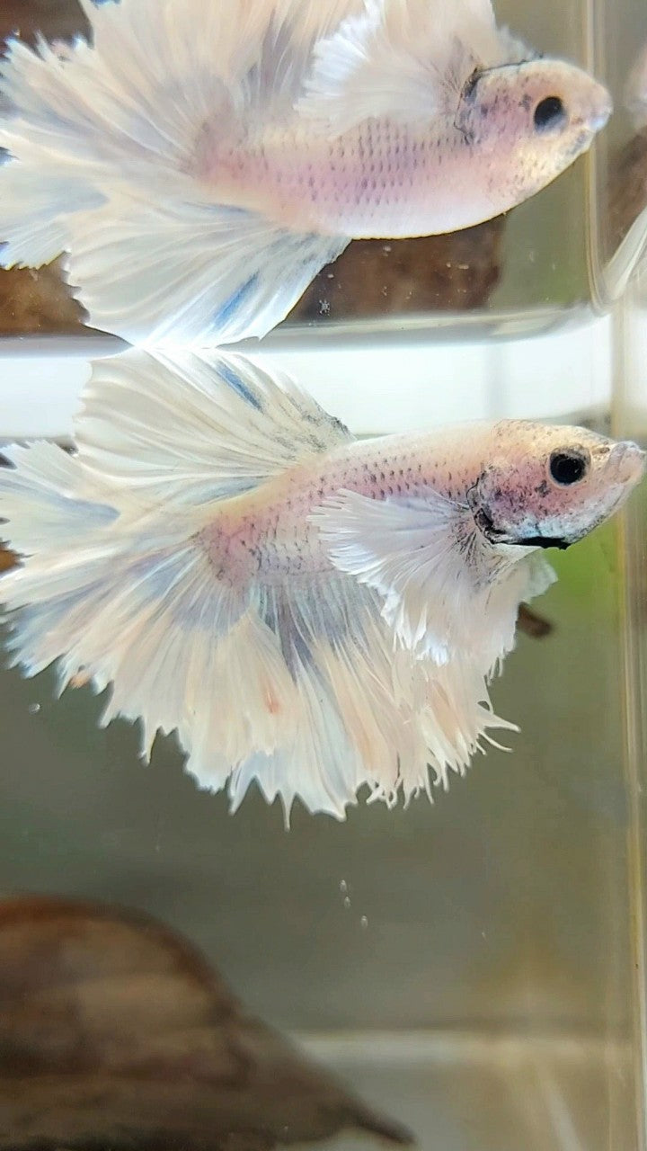 HALFMOON SUPER DUMBO OHRFEDERSCHWANZ WEISSER VIOLETTER BETTA-FISCH