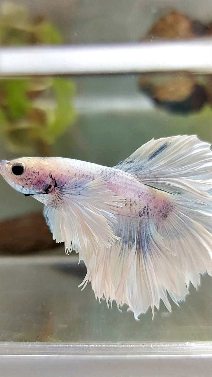 HALFMOON SUPER DUMBO EAR FEATHER TAIL WHITE VIOLET BETTA FISH