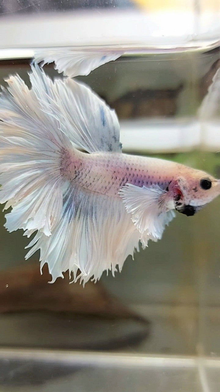 HALFMOON SUPER DUMBO EAR FEATHER TAIL WHITE VIOLET BETTA FISH