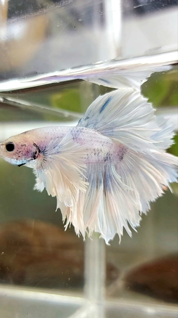 HALFMOON SUPER DUMBO OHRFEDERSCHWANZ WEISSER VIOLETTER BETTA-FISCH