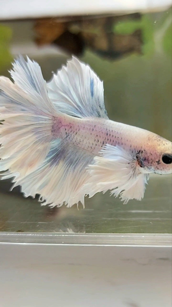 HALFMOON SUPER DUMBO EAR FEATHER TAIL WHITE VIOLET BETTA FISH