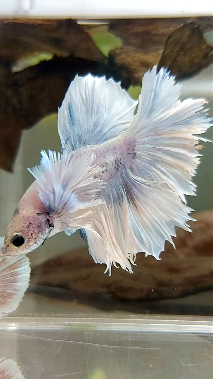 HALFMOON SUPER DUMBO EAR FEATHER TAIL WHITE VIOLET BETTA FISH