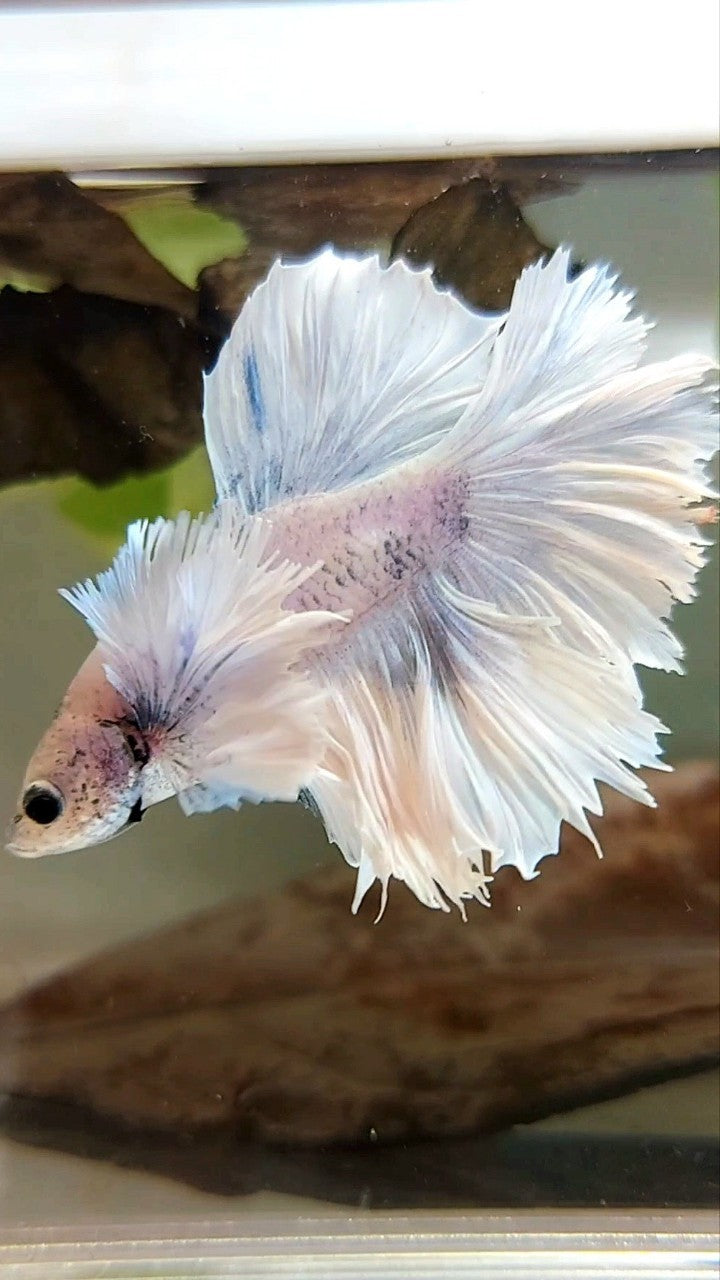 HALFMOON SUPER DUMBO EAR FEATHER TAIL WHITE VIOLET BETTA FISH