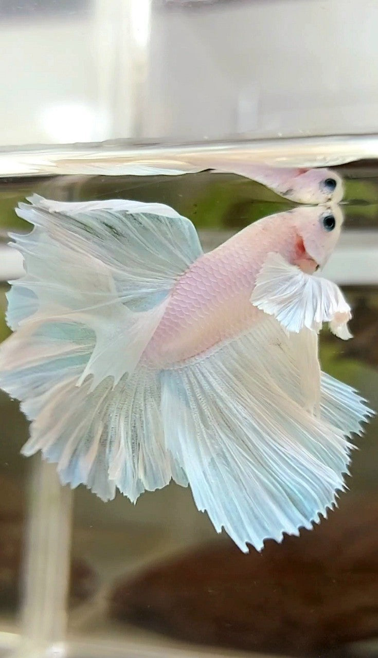 HALFMOON DUMBO EAR FEATHER TAIL WHITE UNICORN PREMIUM BETTA FISH