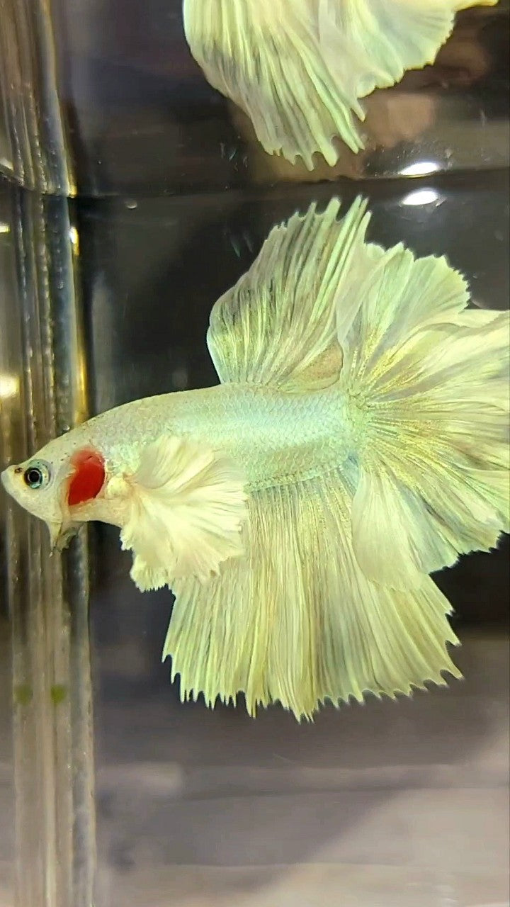 HALFMOON DUMBO EAR FEATHER TAIL WHITE UNICORN PREMIUM BETTA FISH