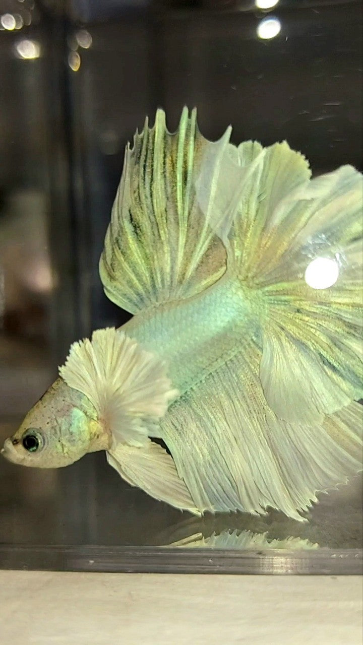 HALFMOON DUMBO EAR FEATHER TAIL WHITE UNICORN PREMIUM BETTA FISH