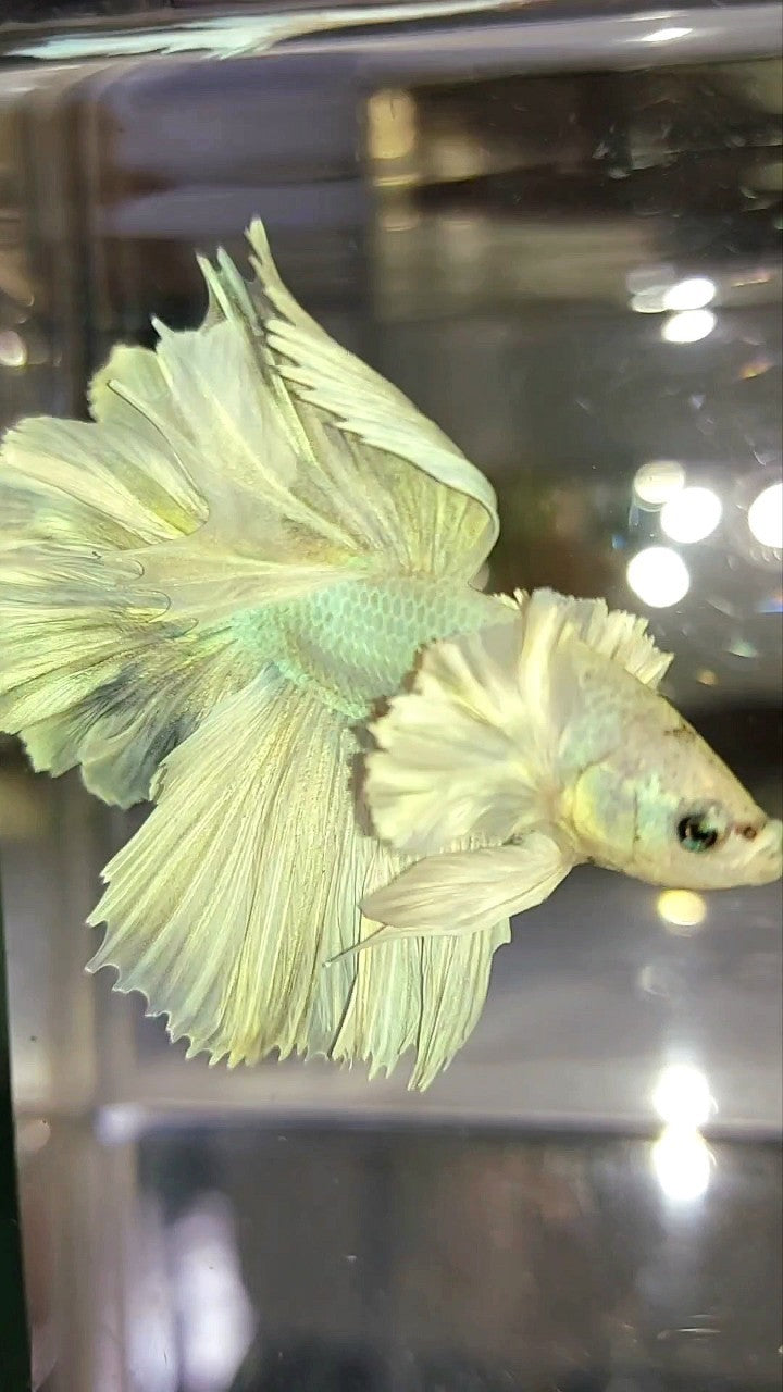 HALFMOON DUMBO EAR FEATHER TAIL WHITE UNICORN PREMIUM BETTA FISH