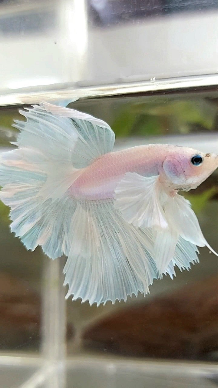 HALFMOON DUMBO EAR FEATHER TAIL WHITE UNICORN PREMIUM BETTA FISH