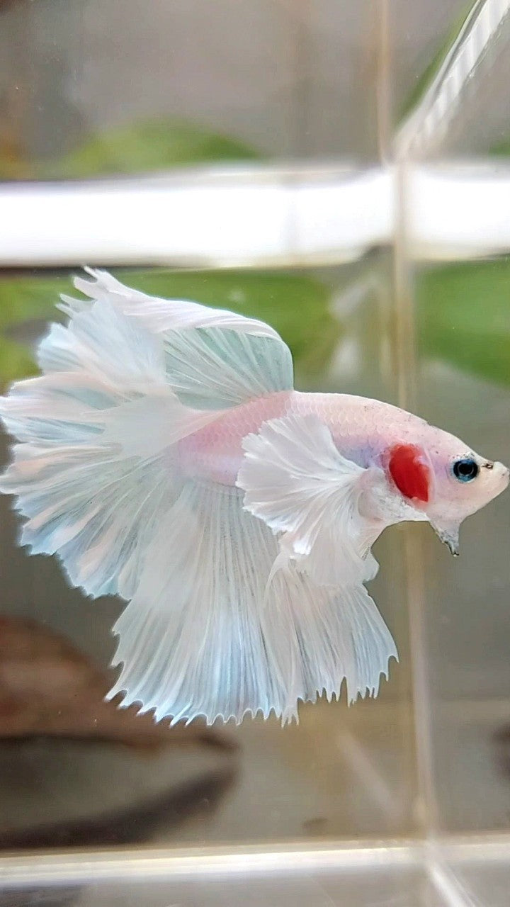 HALFMOON DUMBO EAR FEATHER TAIL WHITE UNICORN PREMIUM BETTA FISH